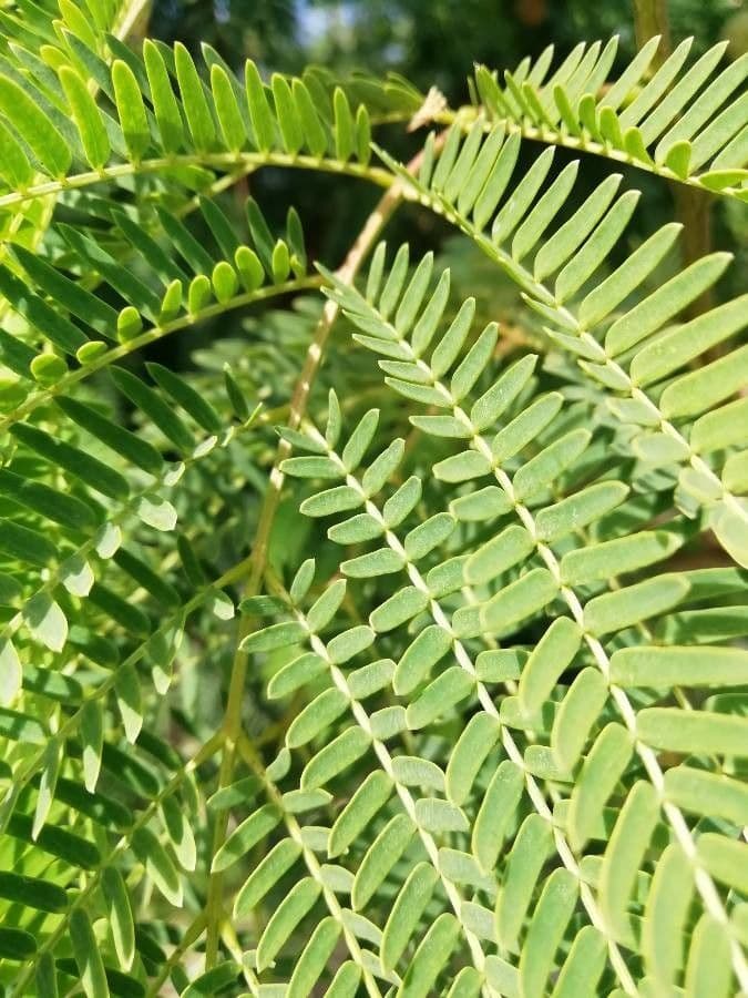 Leucaena 18