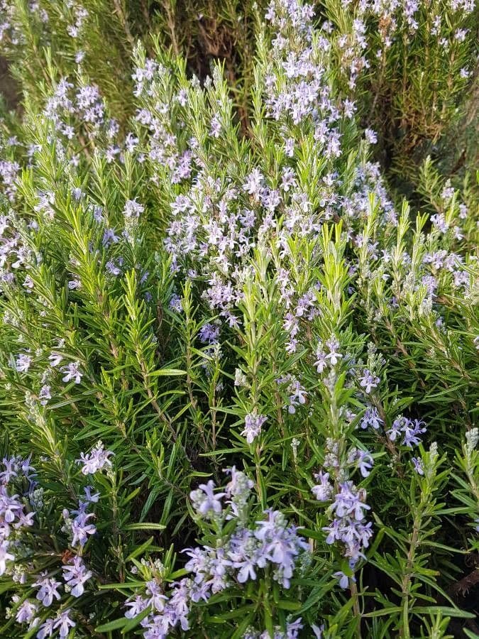 Rozmarýn lékařský 7