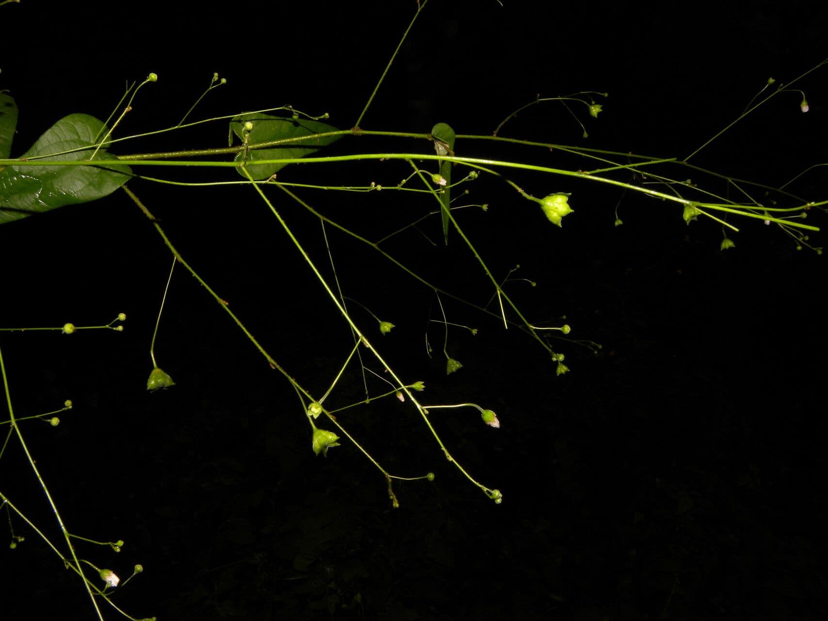 Periplocifolia-Wissadula