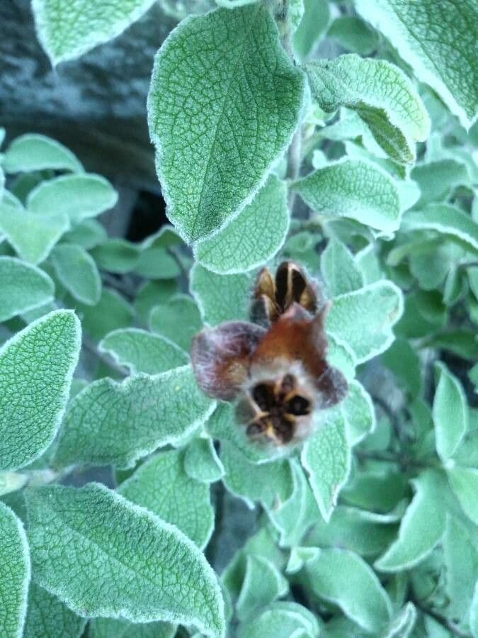 Cistus krétský 5