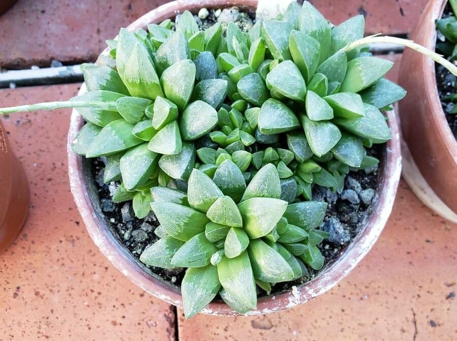 Haworthia 3