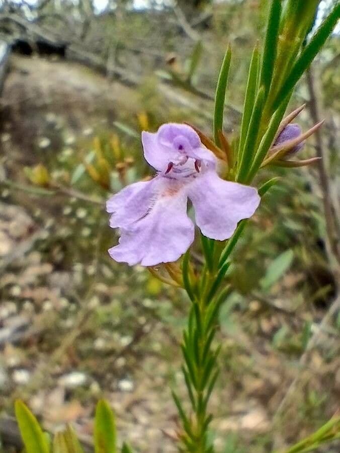 Hemigenia purpurea