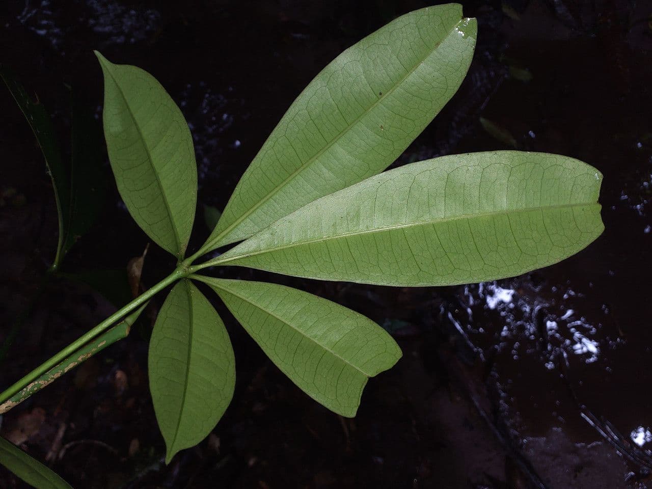 Eriotheca globosa 7
