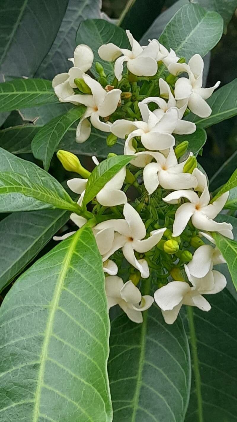Tabernaemontana catharinensis 7