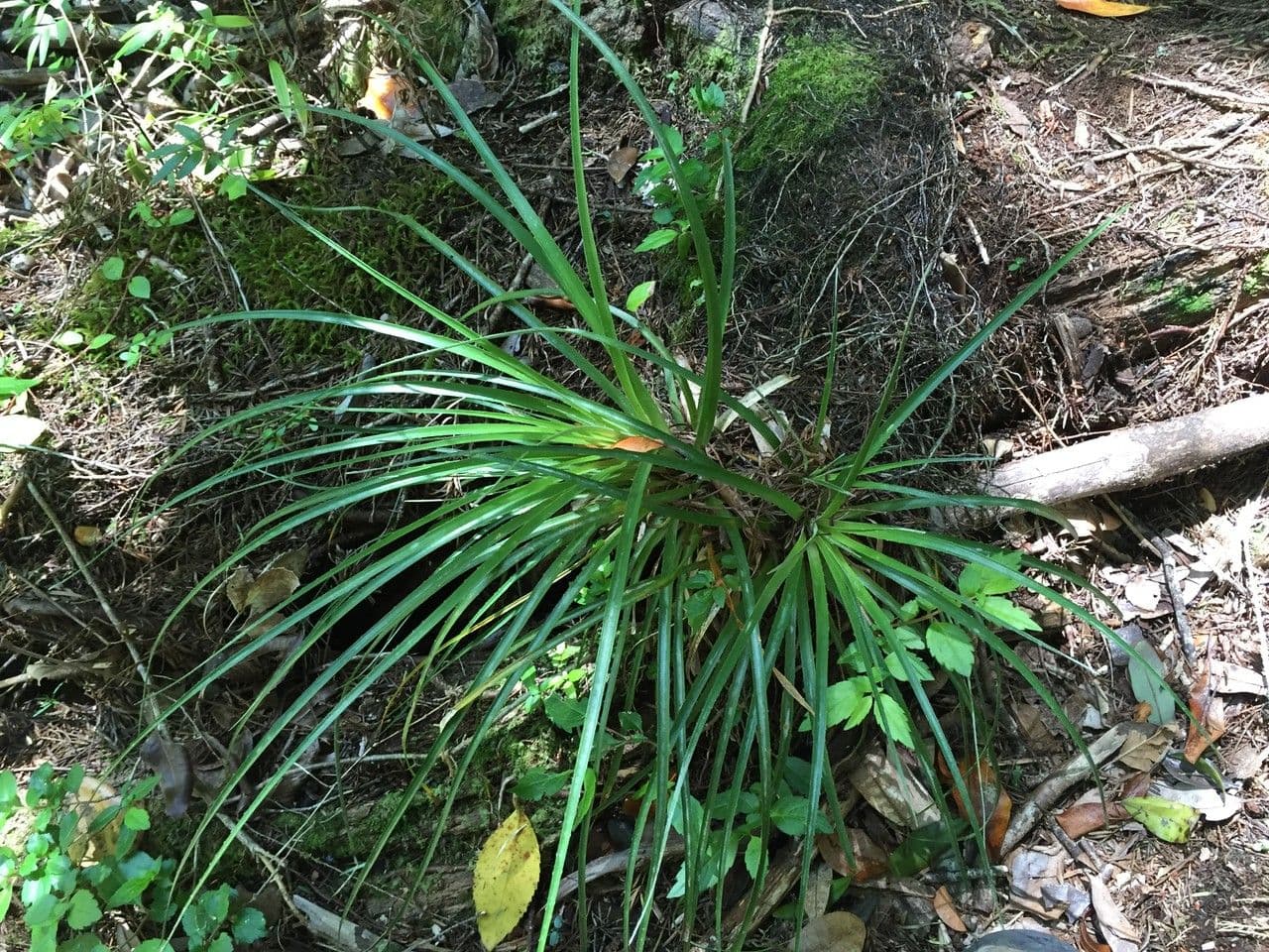 Fascicularia 14