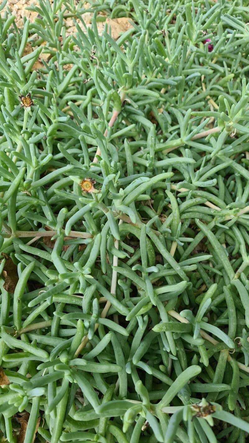Malephora 23
