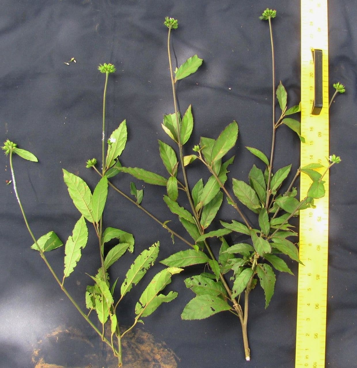 Pavonia arbustiva 11