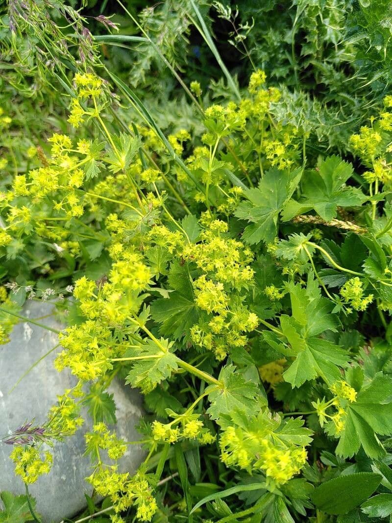 Alchemilla fissa 2