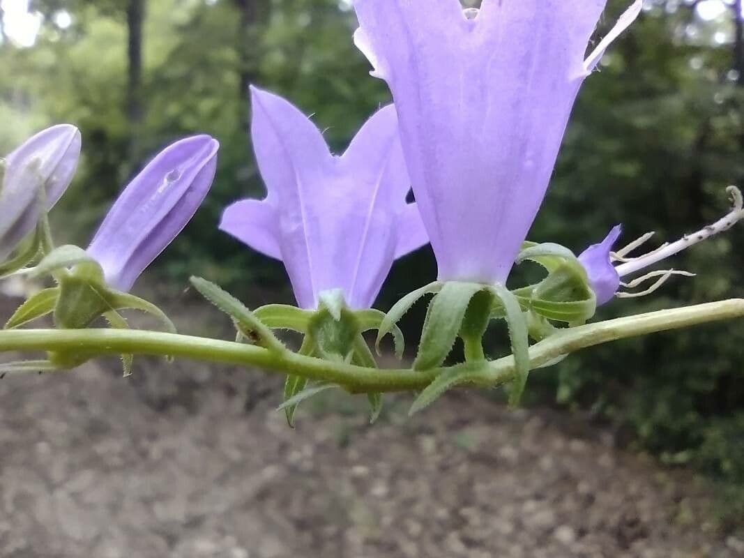 Nesselblättrige Glockenblume 21
