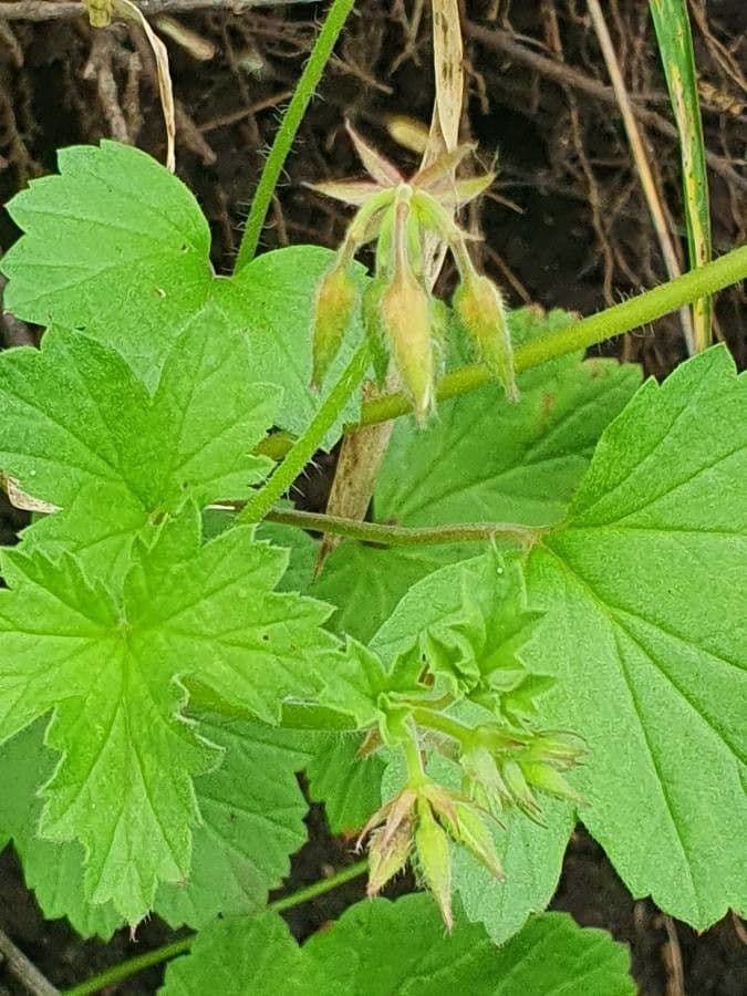 Pelargonio 15