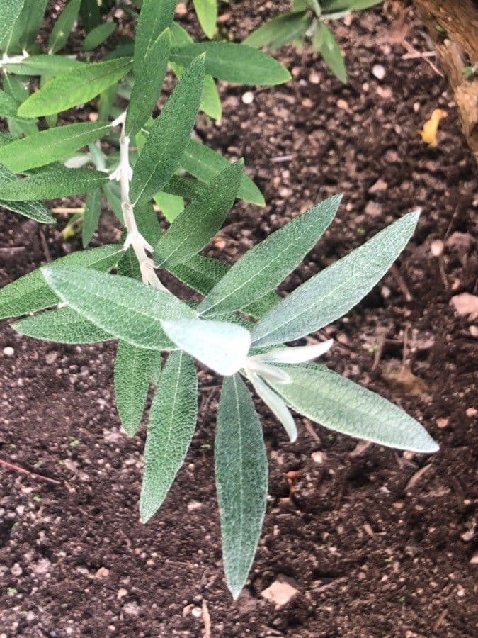Buddleja 5