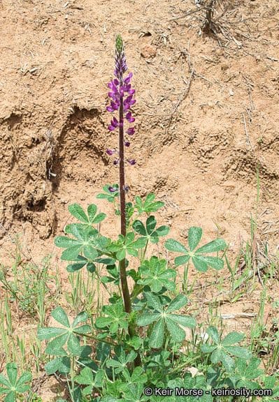 Borstiger Lupine 10