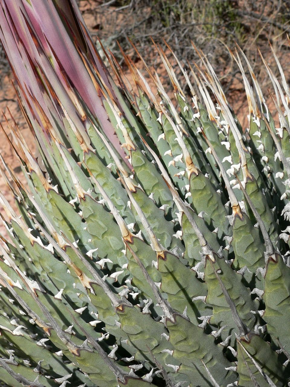 Utah-Agave 12