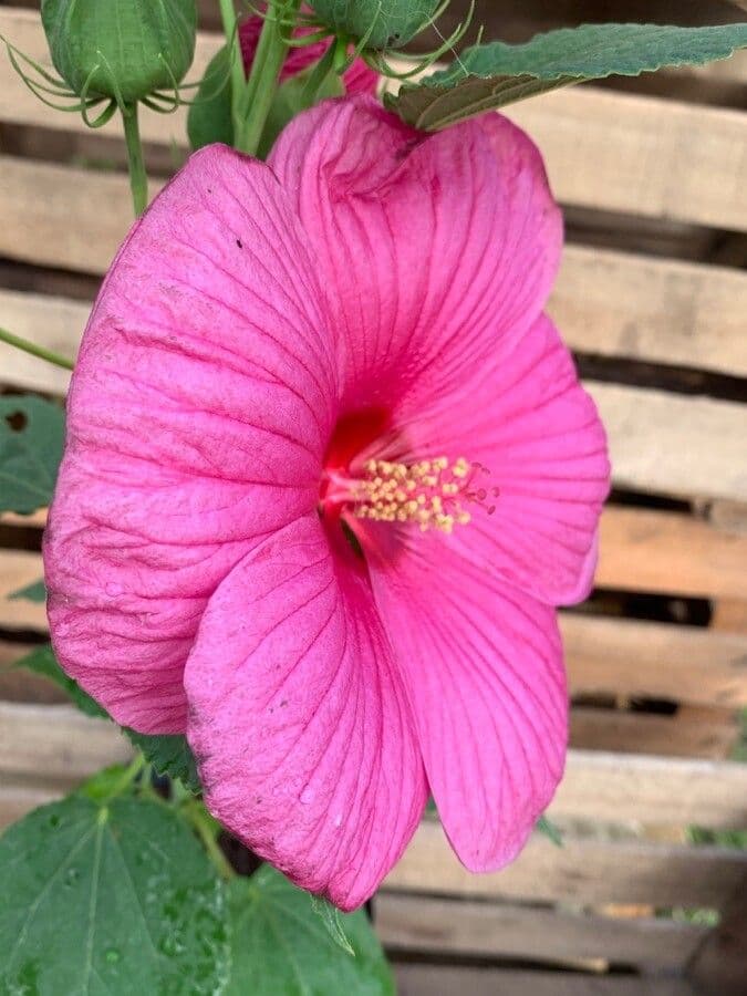 Hibiscus grandiflorus