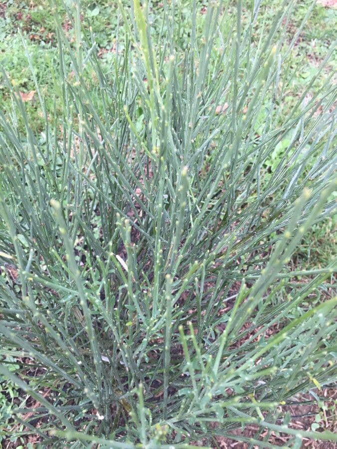 Ginestra cenerina 19