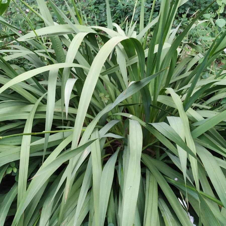 Watsonia 14