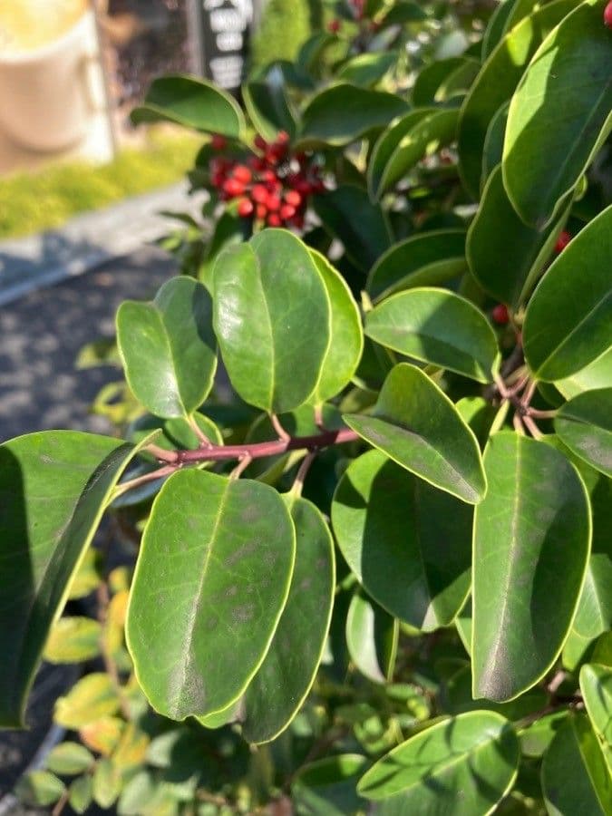 Ilex rotunda 16