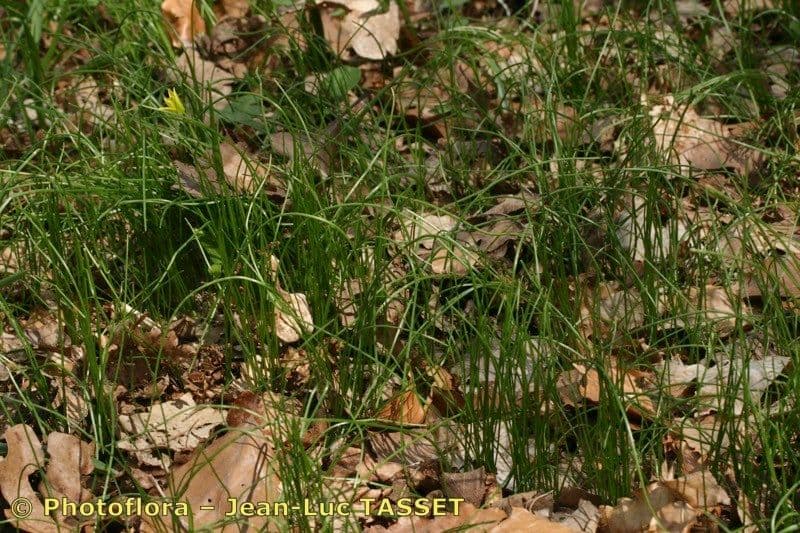 Gagea spathacea 7