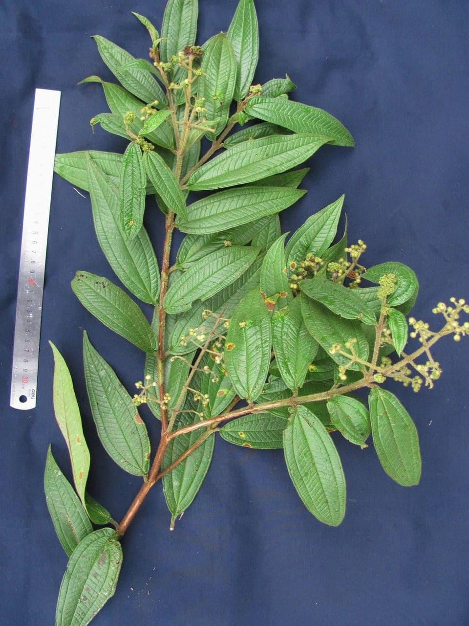 Miconia di Ibagué 8