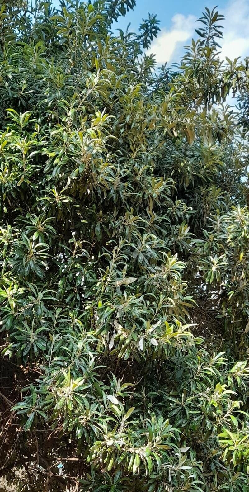 Huilla-Silbereiche 2