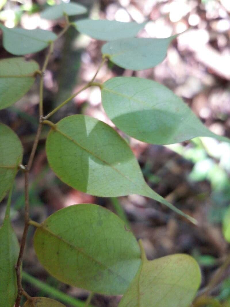 Cleistanthus 2