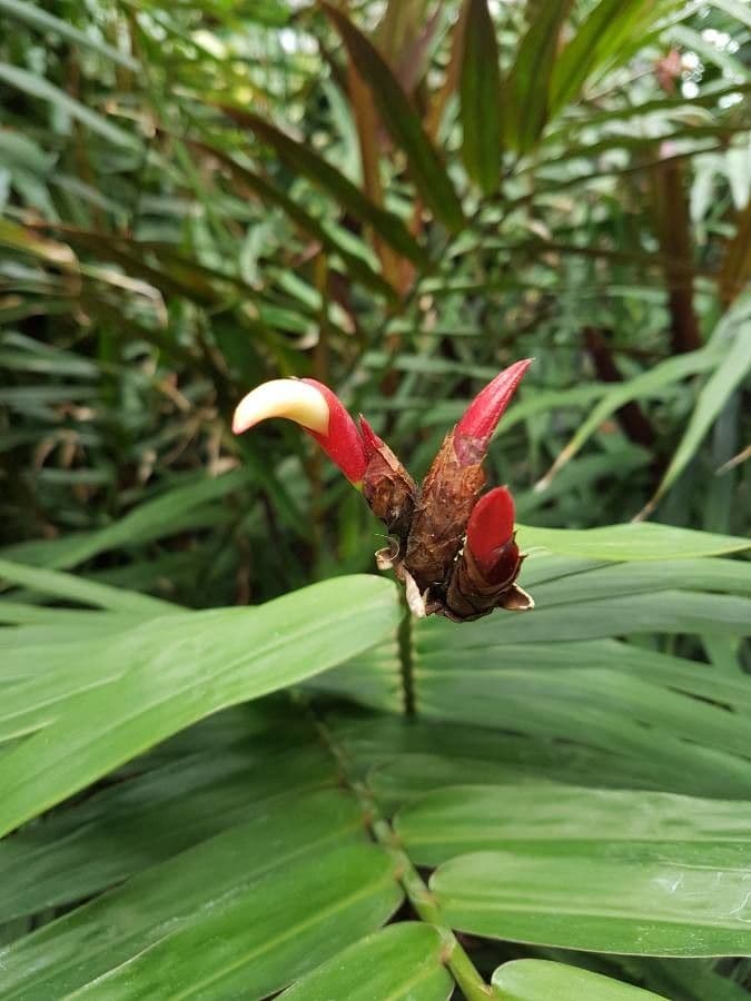 Guineakörner 3