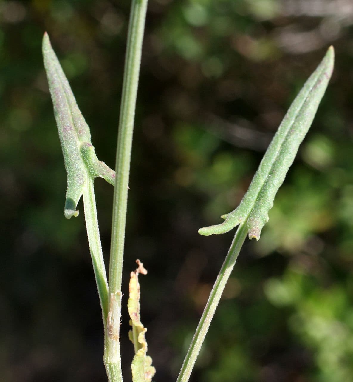 Rumex 19