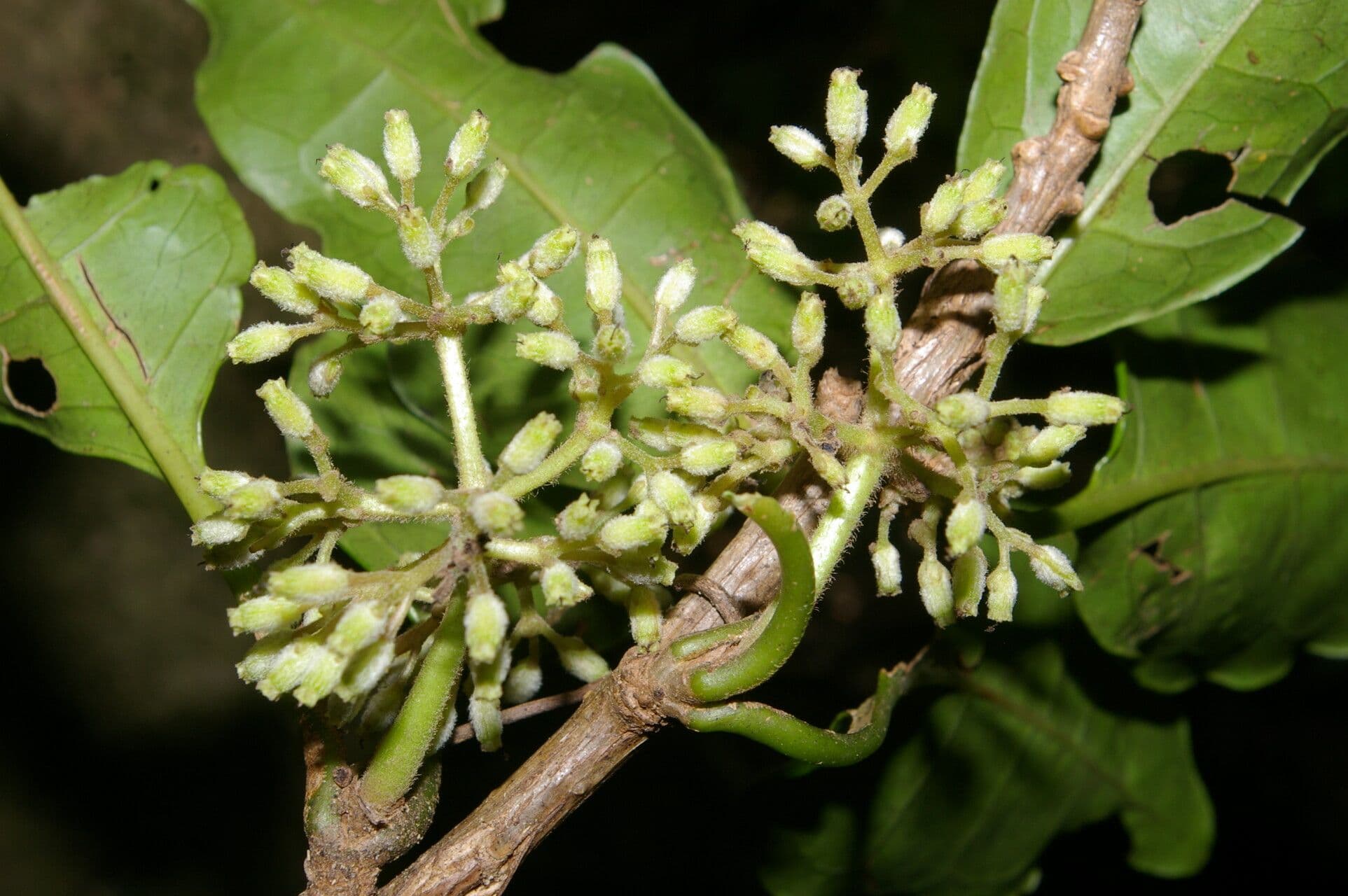 Rochefortia 5
