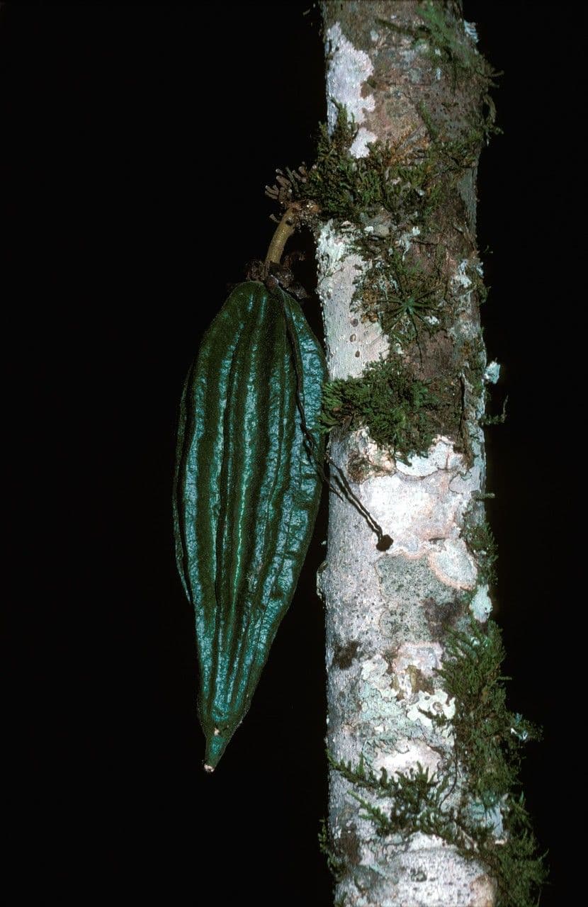 Herrania