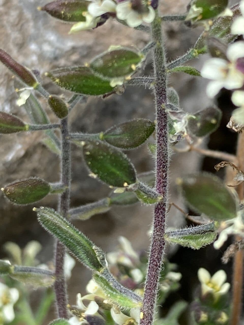 Draba 3