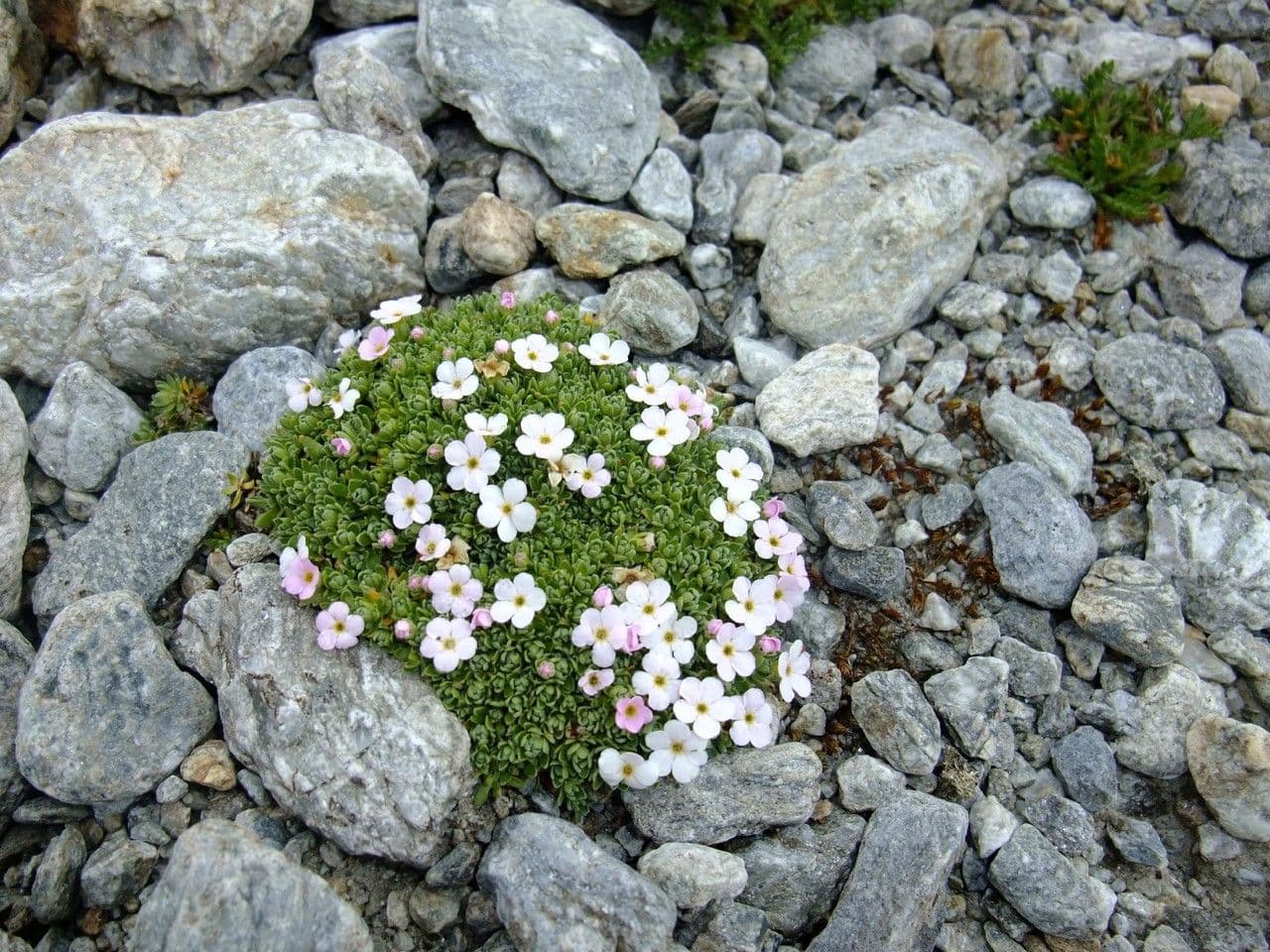 Alpen-Mannsschild 9