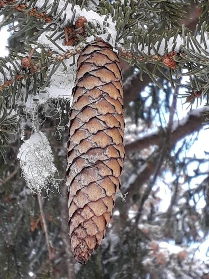 Colorado blue spruce