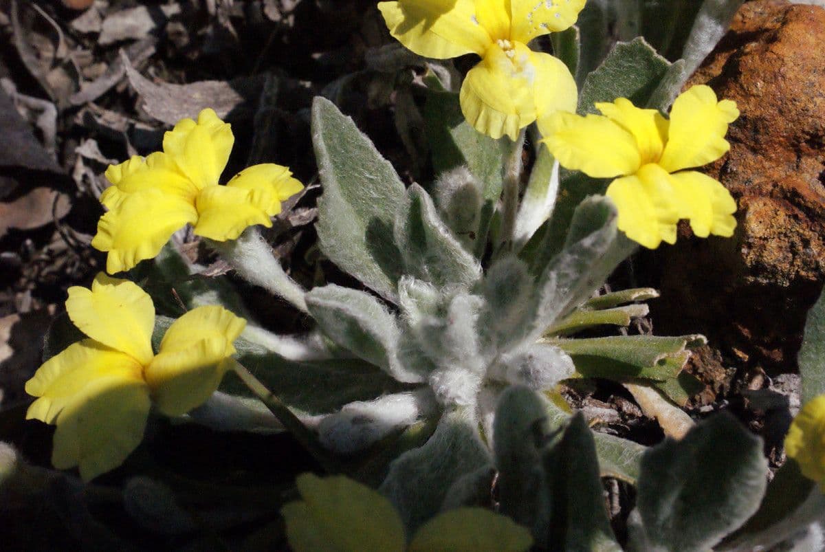 Goodenia 5