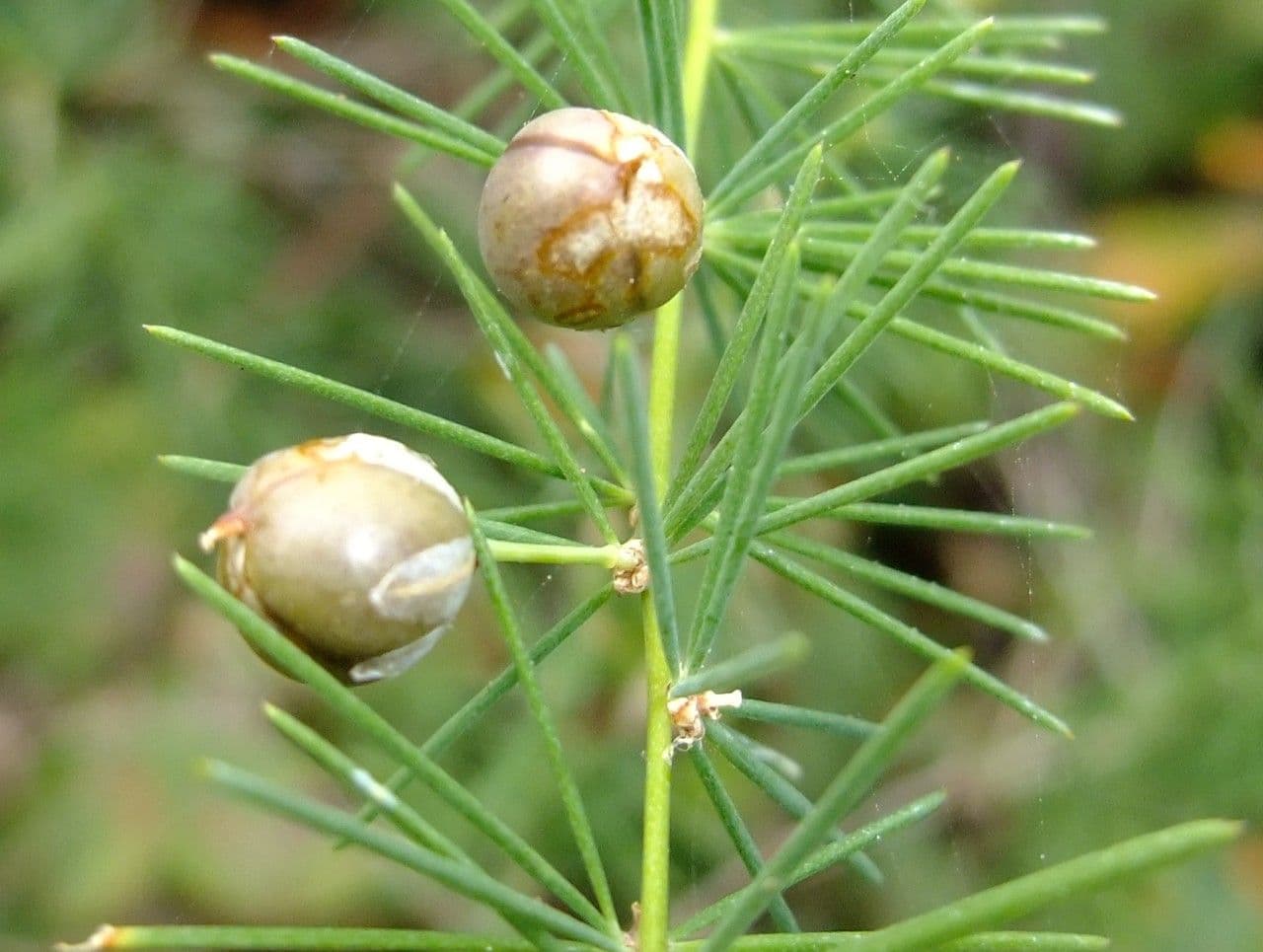 Doldiger Spargel 4