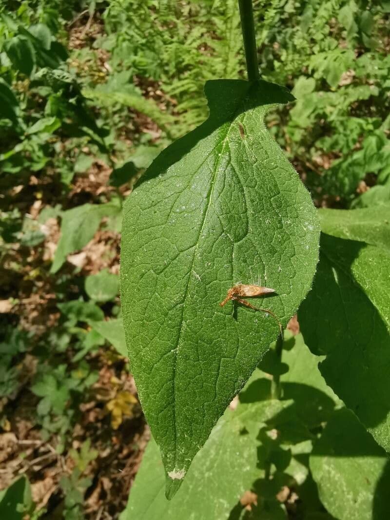 Doronicum austriacum 15
