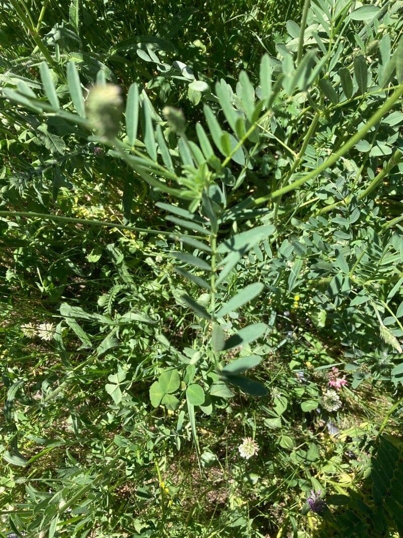 Sulla arenaria 14