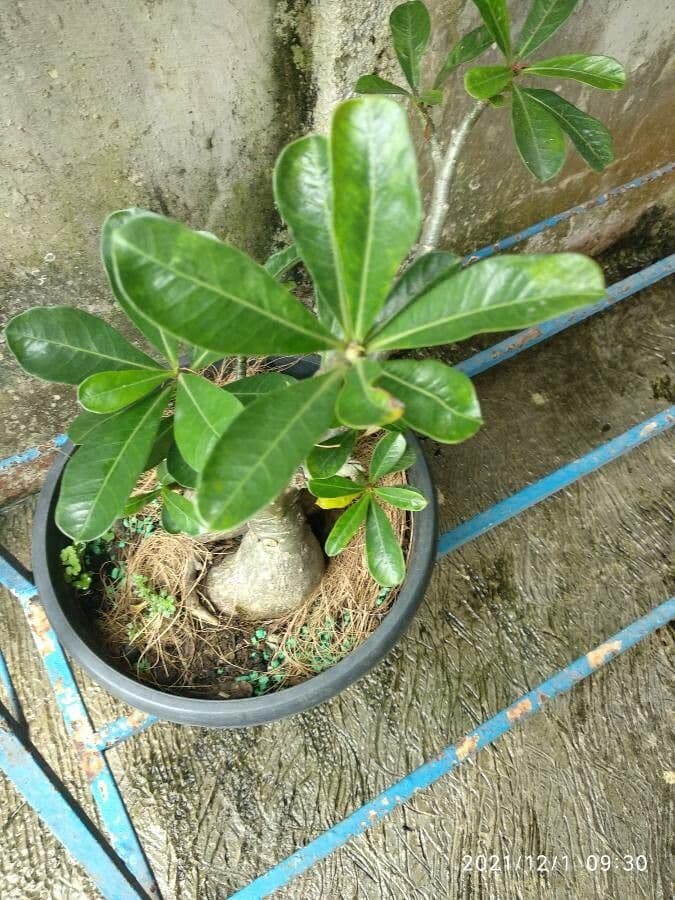 Adenium 18