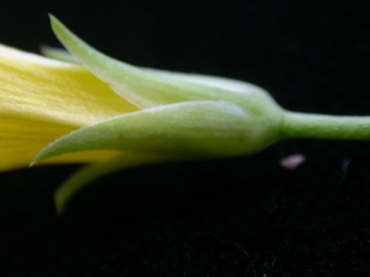 Reinwardtia