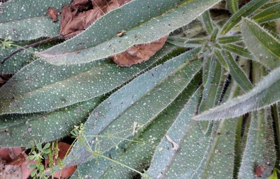 Echium asperrimum 18