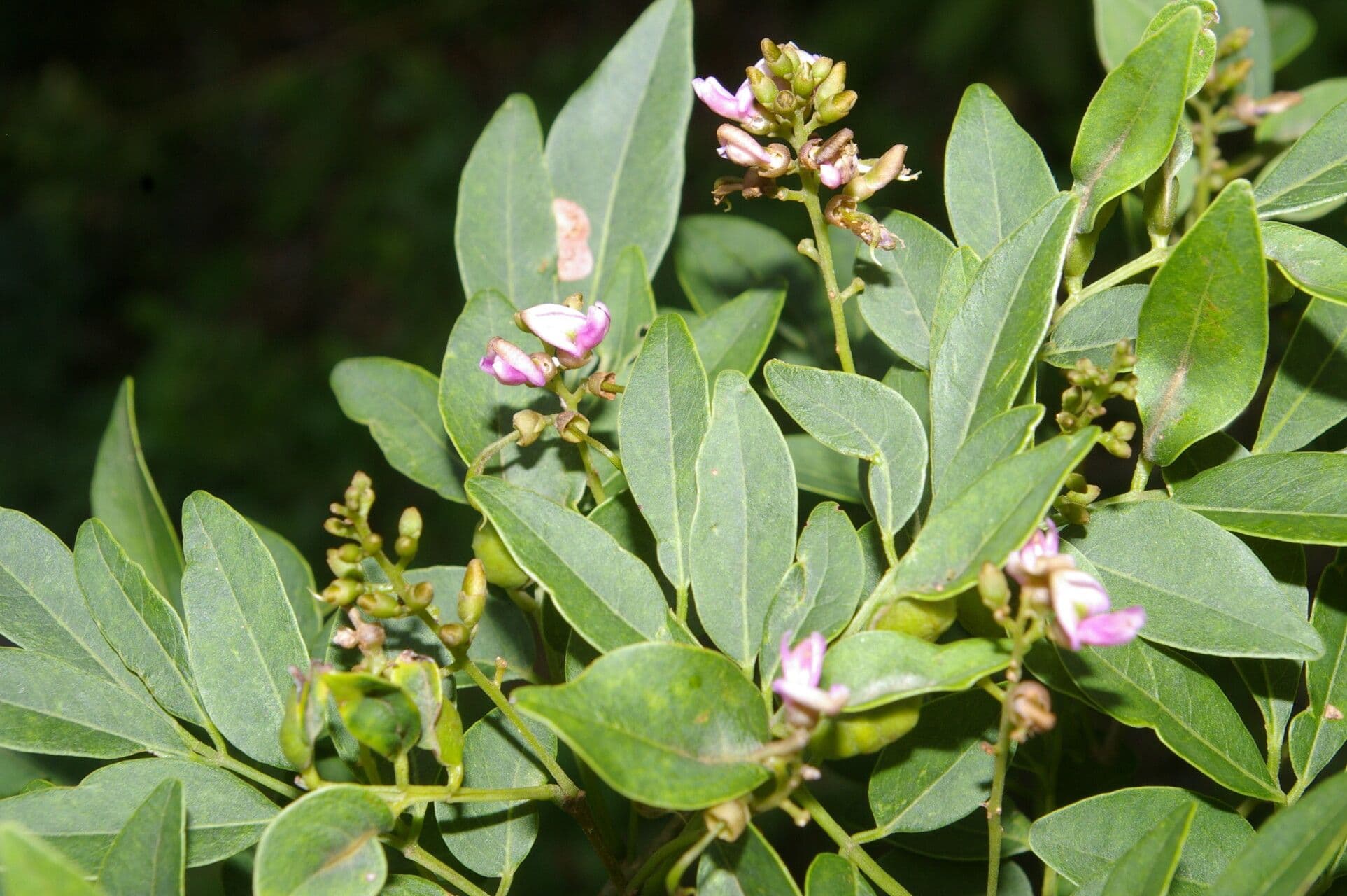 Lonchocarpus lanceolato 4