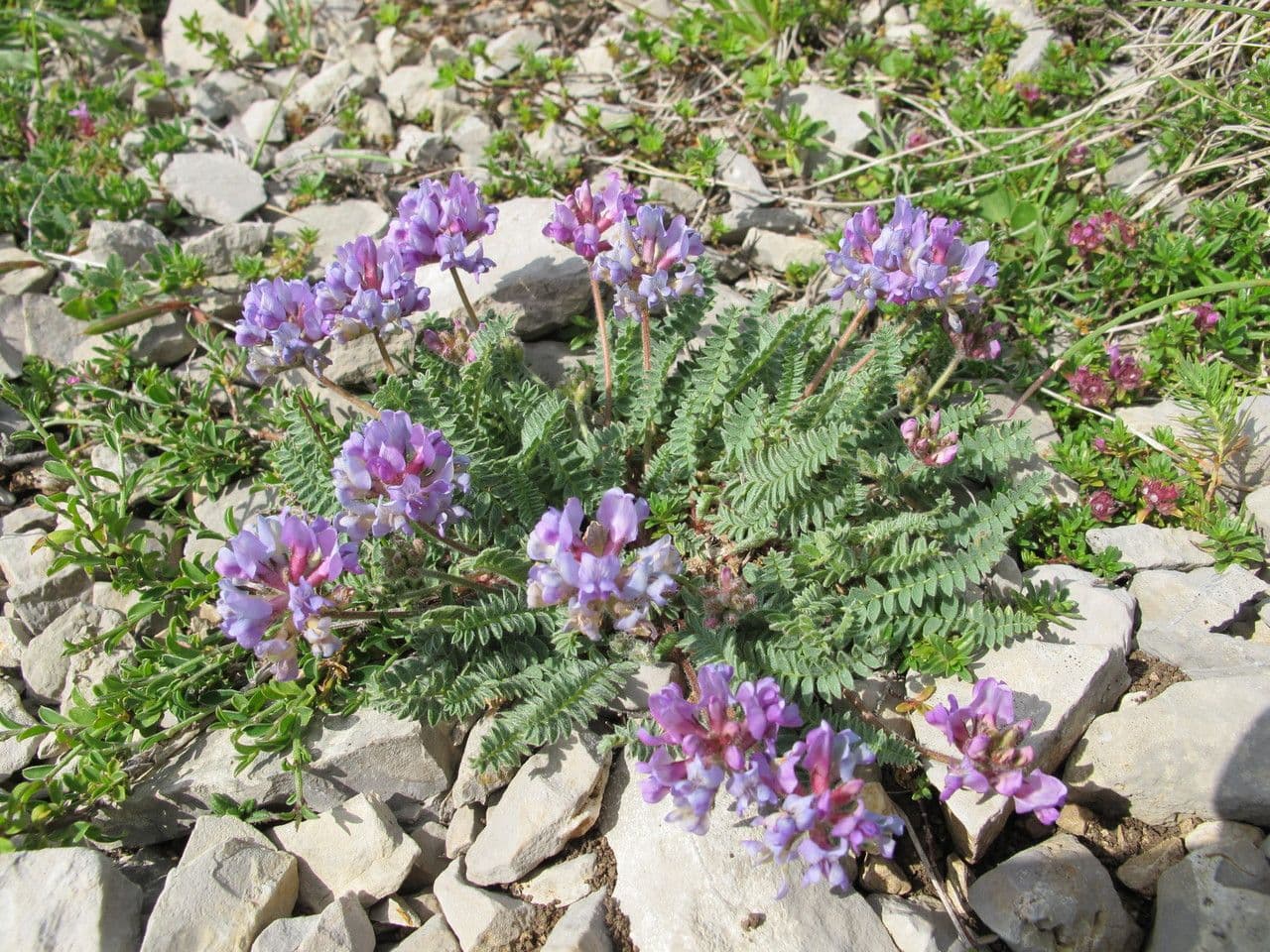 Falkenblume 10