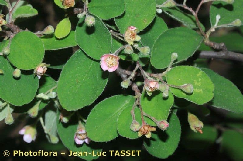 Cotoneaster zabelii 6
