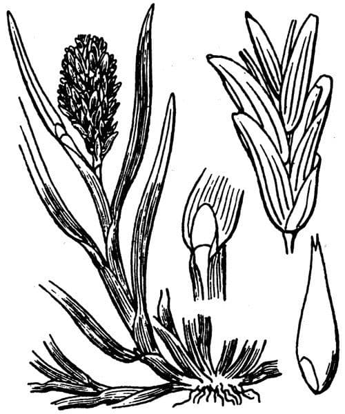 Sclerochloa 20