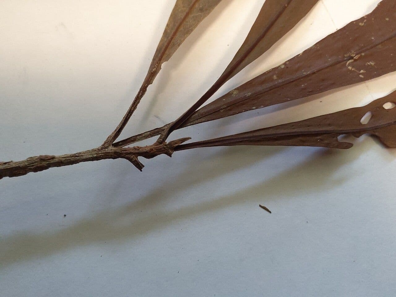 Sextonia 5