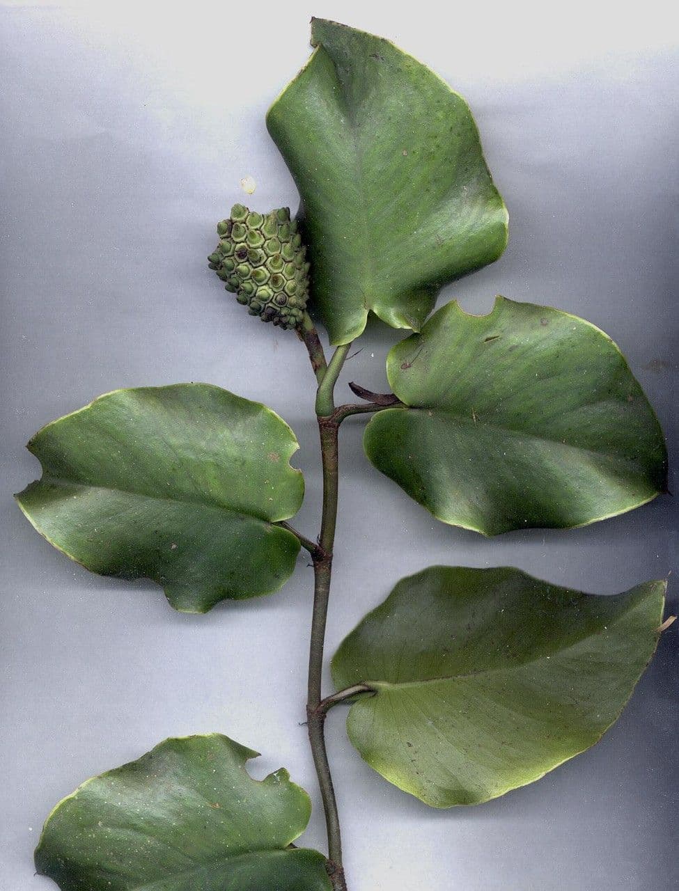 Monstera 16