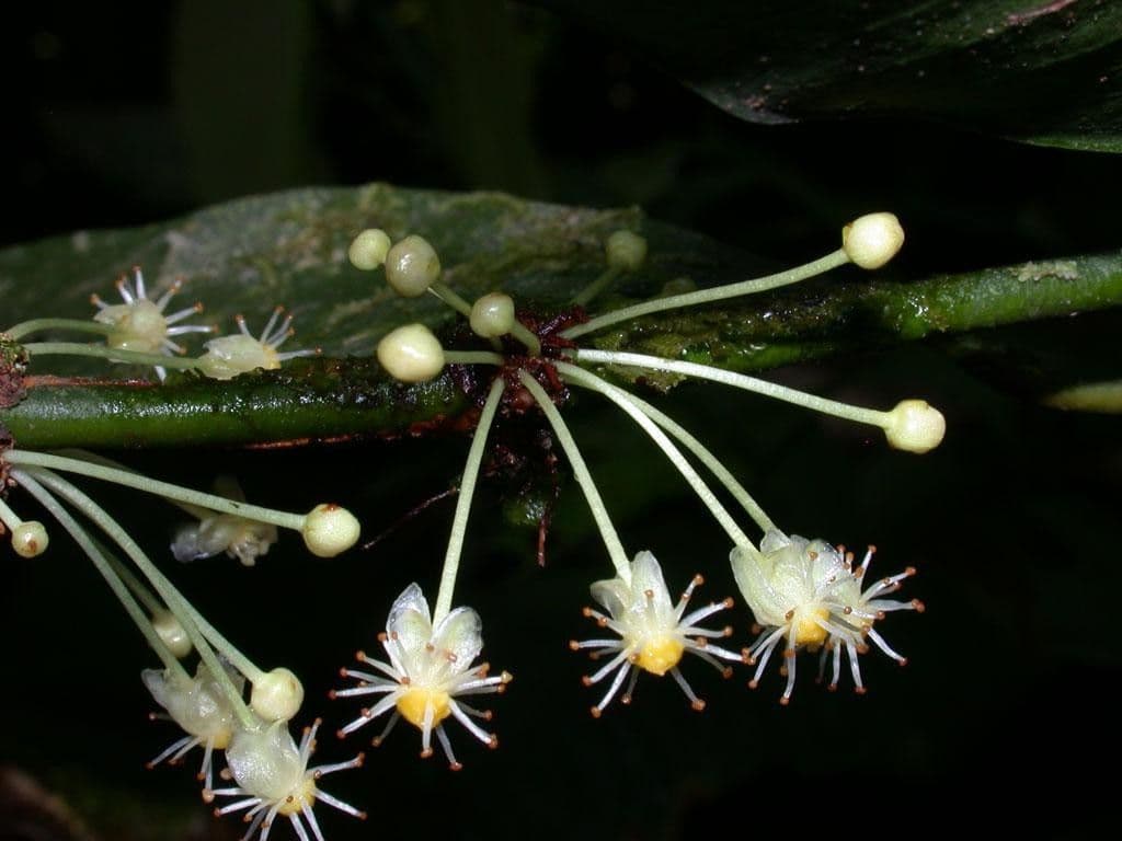 Garcinia 25