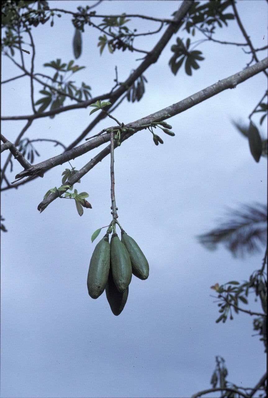 Ceiba 3