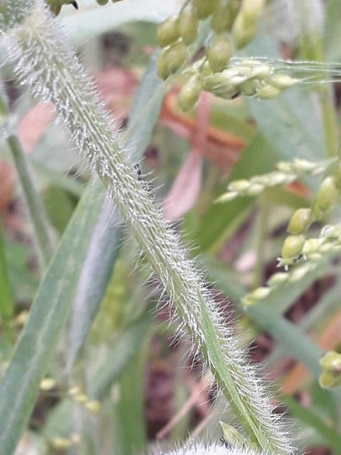 Miglio 24