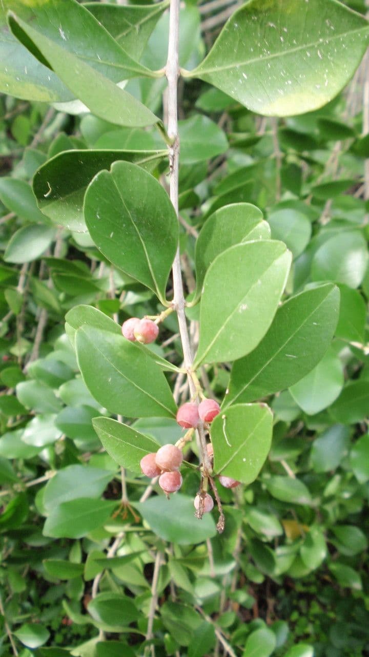 Olinia ventosa