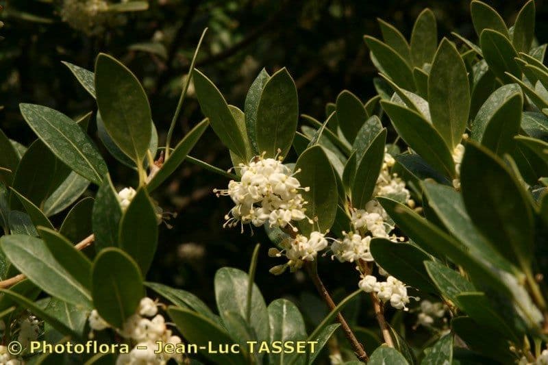 Buntlaub-Duftblume 28